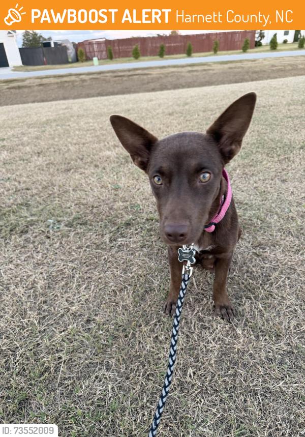 Found/Stray Female Dog last seen Baileys crossroads and Ebenezer Church Rd, Harnett County, NC 27521