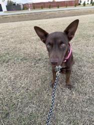 Found/Stray Female Dog last seen Baileys crossroads and Ebenezer Church Rd, Harnett County, NC 27521