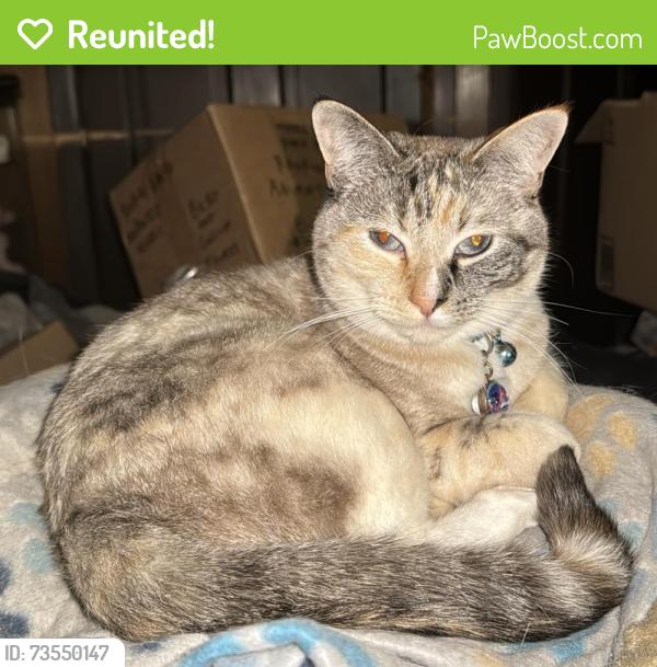 Reunited Female Cat last seen Forestview drive and ridgeland ave Tinley Park, Tinley Park, IL 60477