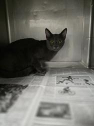 Shelter Stray Male Cat last seen , West Valley Animal Shelter, 20655 Plummer St, Chatsworth, CA 91311, USA