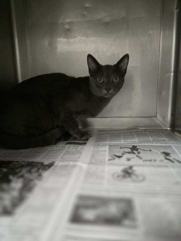 Shelter Stray Male Cat last seen , West Valley Animal Shelter, 20655 Plummer St, Chatsworth, CA 91311, USA