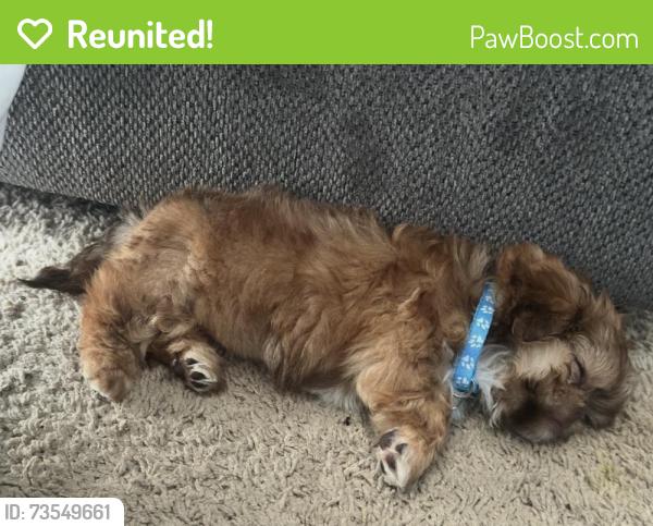 Reunited Male Dog last seen Wheatfield neighborhood, Greensboro, NC 27405