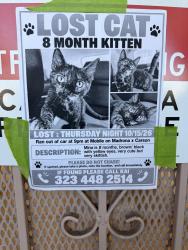 Found/Stray Unknown Cat last seen Mobil gas station, Torrance, CA 90503