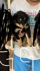 Lost Female Dog last seen Near 39th street, Lubbock, TX 79414