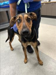 Shelter Stray Female Dog last seen , 14409 Vanowen St, Van Nuys, CA 91405, USA
