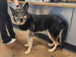 Shelter Stray Male Dog last seen , 14409 Vanowen St, Van Nuys, CA 91405, USA