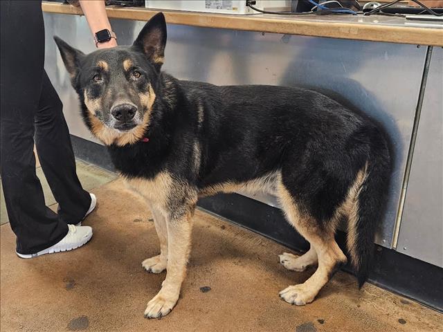 Shelter Stray Male Dog last seen , 14409 Vanowen St, Van Nuys, CA 91405, USA