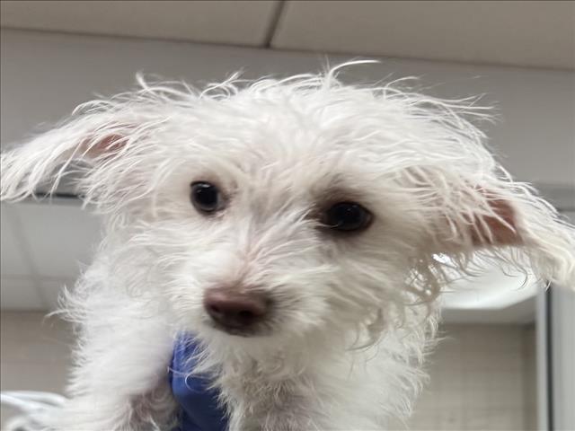 Shelter Stray Female Dog last seen , 14409 Vanowen St, Van Nuys, CA 91405, USA