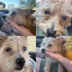 Found/Stray Male Dog last seen Near Smiling Wood, near water tower, Houston, TX 77086