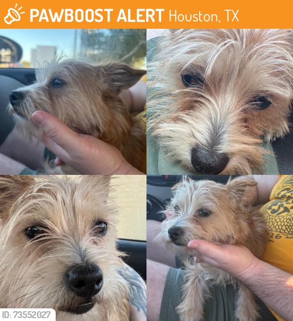 Found/Stray Male Dog last seen Near Smiling Wood, near water tower, Houston, TX 77086