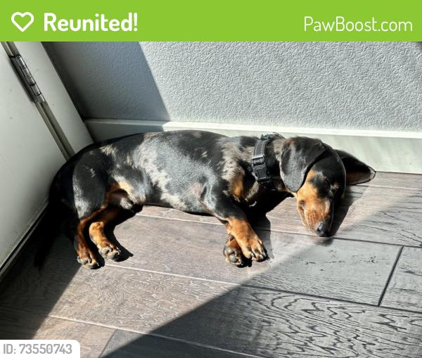 Reunited Male Dog last seen Black Forest section 16, Black Forest, CO 80908