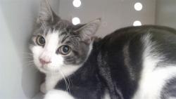 Shelter Stray Male Cat last seen Near BLOCK LELAND, 1419 Bryant St, San Francisco, CA 94103, USA