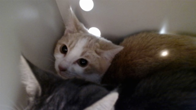 Shelter Stray Female Cat last seen Near BLOCK LELAND, 1419 Bryant St, San Francisco, CA 94103, USA
