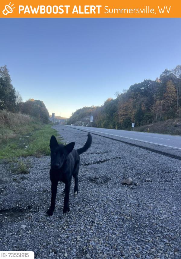 Found/Stray Male Dog last seen Youngs Monument Rd., Summersville, WV 26651