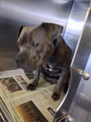 Shelter Stray Unknown Dog last seen , 1850 W 60th St, Los Angeles, CA 90047, USA