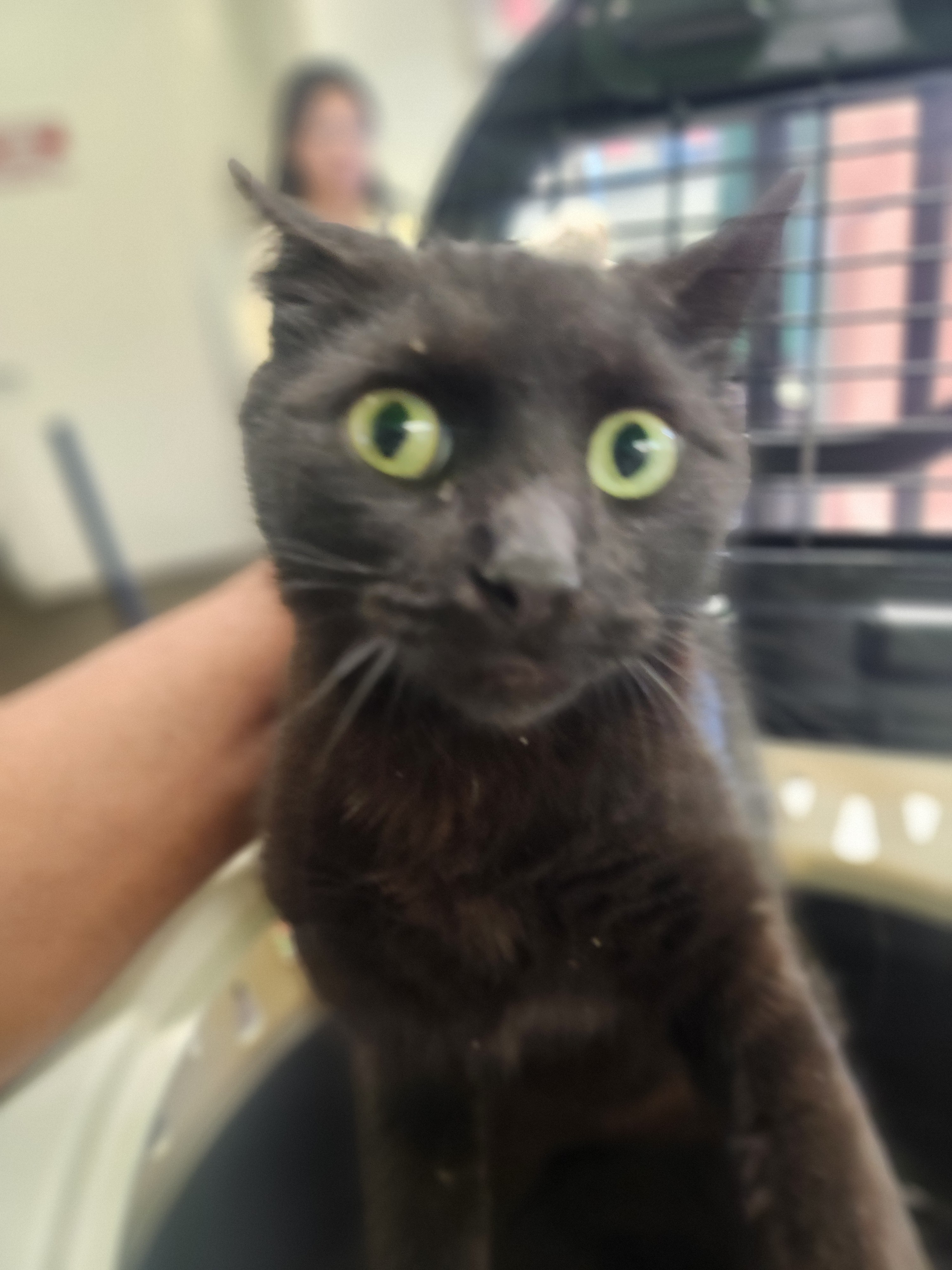 Shelter Stray Female Cat last seen , 1850 W 60th St, Los Angeles, CA 90047, USA