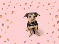 Shelter Stray Female Dog last seen , 1850 W 60th St, Los Angeles, CA 90047, USA