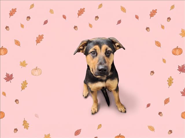 Shelter Stray Female Dog last seen , 1850 W 60th St, Los Angeles, CA 90047, USA