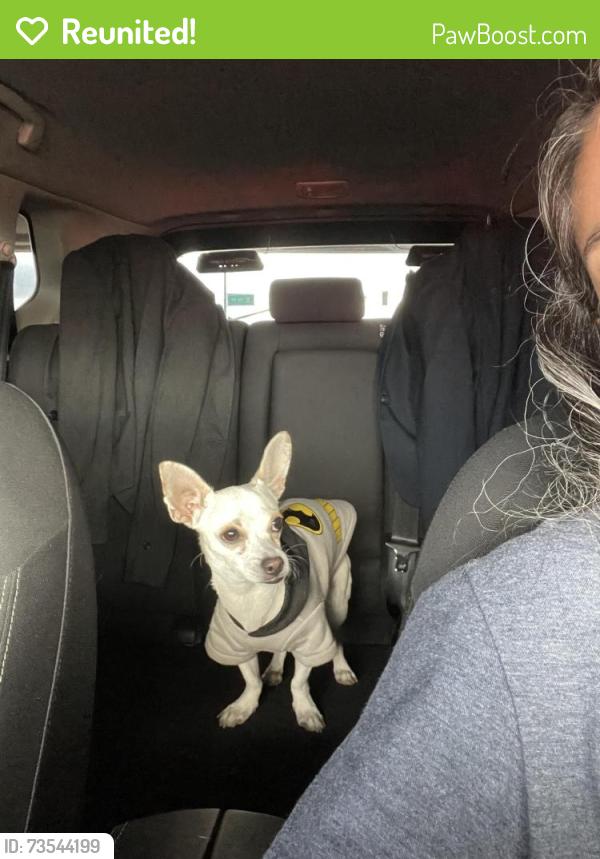 Reunited Male Dog last seen 23rd Ave and osborn, Phoenix, AZ 85015