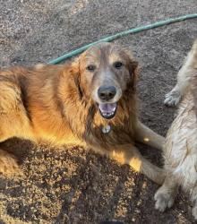 Reunited Male Dog last seen Ohio St and Delaware by University, Apache Junction, AZ 85120