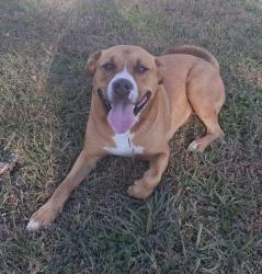 Reunited Male Dog last seen Ooltewah Georgetown and McKenzie, Hamilton County, TN 37363