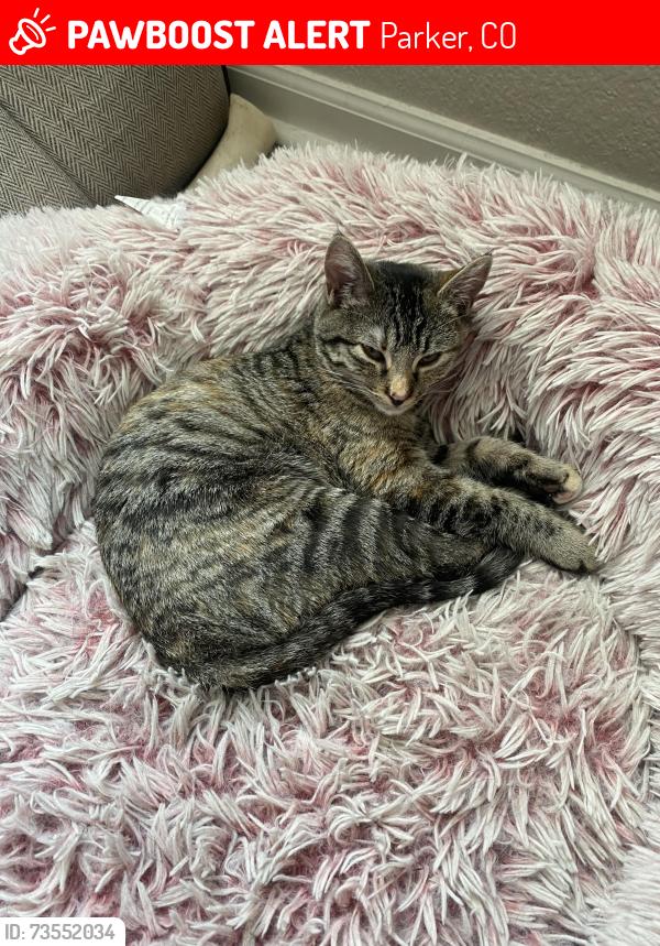 Lost Female Cat last seen clarke farms neighborhood, Parker, CO 80134