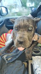 Found/Stray Female Dog last seen Grand Ave, Lake Elsinore, CA 92530
