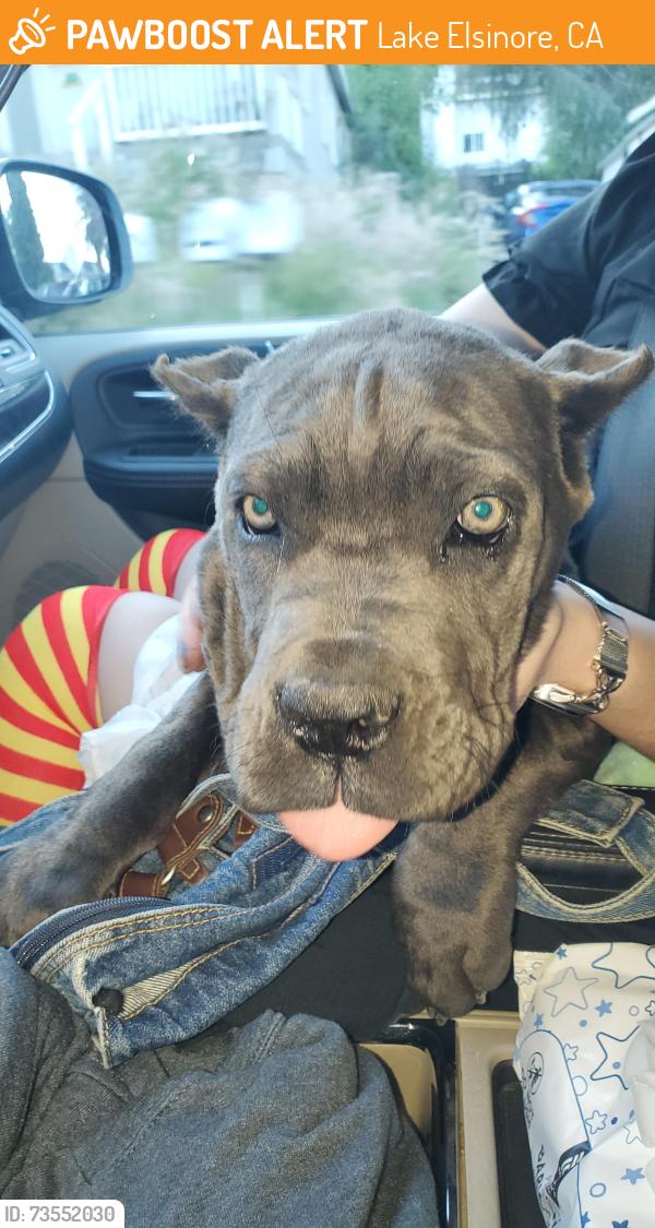 Found/Stray Female Dog last seen Grand Ave, Lake Elsinore, CA 92530