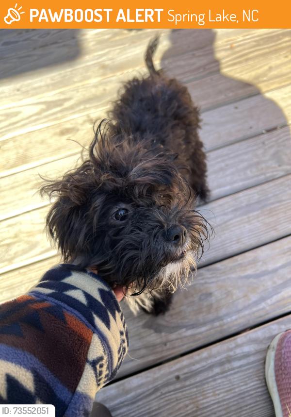 Found/Stray Unknown Dog last seen Carver Creek State Park, Spring Lake, NC 28390