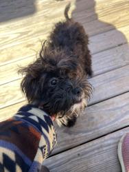 Found/Stray Unknown Dog last seen Carver Creek State Park, Spring Lake, NC 28390