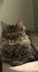 Reunited Female Cat last seen Post, Saginaw, MI 48602
