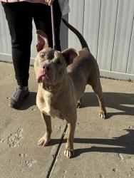 Shelter Stray Female Dog last seen Near BLOCK S 40TH ST, 3528 Newburg Rd, Louisville, KY 40218, USA