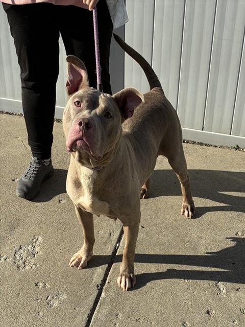 Shelter Stray Female Dog last seen Near BLOCK S 40TH ST, 3528 Newburg Rd, Louisville, KY 40218, USA