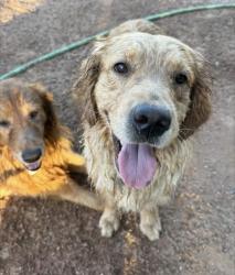 Reunited Female Dog last seen Ohio St and Delaware by university, Apache Junction, AZ 85120