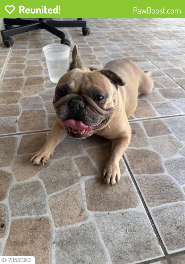 Reunited Female Dog last seen Near NW 94th Way, Sunrise, FL 33322