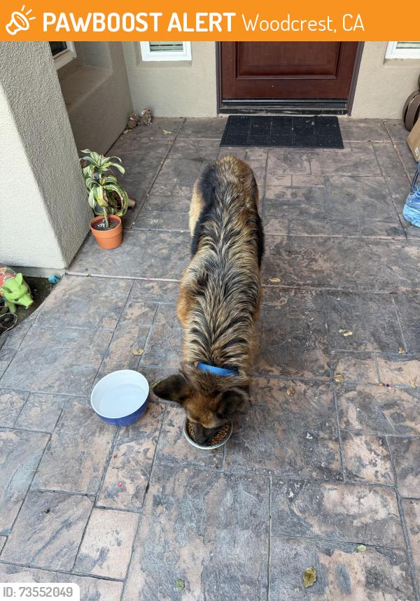 Found/Stray Unknown Dog last seen Nandina Ave, Woodcrest, CA 92504