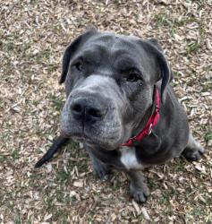 Shelter Stray Female Dog last seen Near BLOCK 110TH AVE SE, NEWCASTLE WA 98056, 21615 64th Ave S, Kent, WA 98032, USA