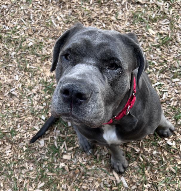 Shelter Stray Female Dog last seen Near BLOCK 110TH AVE SE, NEWCASTLE WA 98056, 21615 64th Ave S, Kent, WA 98032, USA