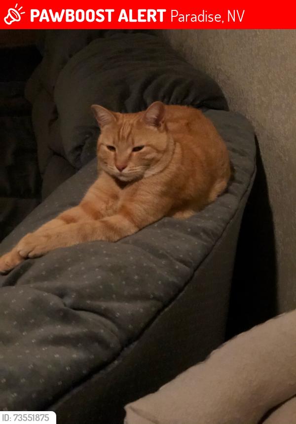 Lost Female Cat last seen Microchipped female lost at sunset park, Paradise, NV 89120