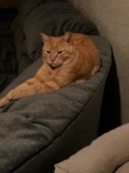 Lost Female Cat last seen Microchipped female lost at sunset park, Paradise, NV 89120