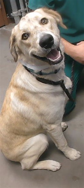 Shelter Stray Male Dog last seen 63RD AVE AND PARADISE LN, 2500 S 27th Ave, Phoenix, AZ 85009, USA