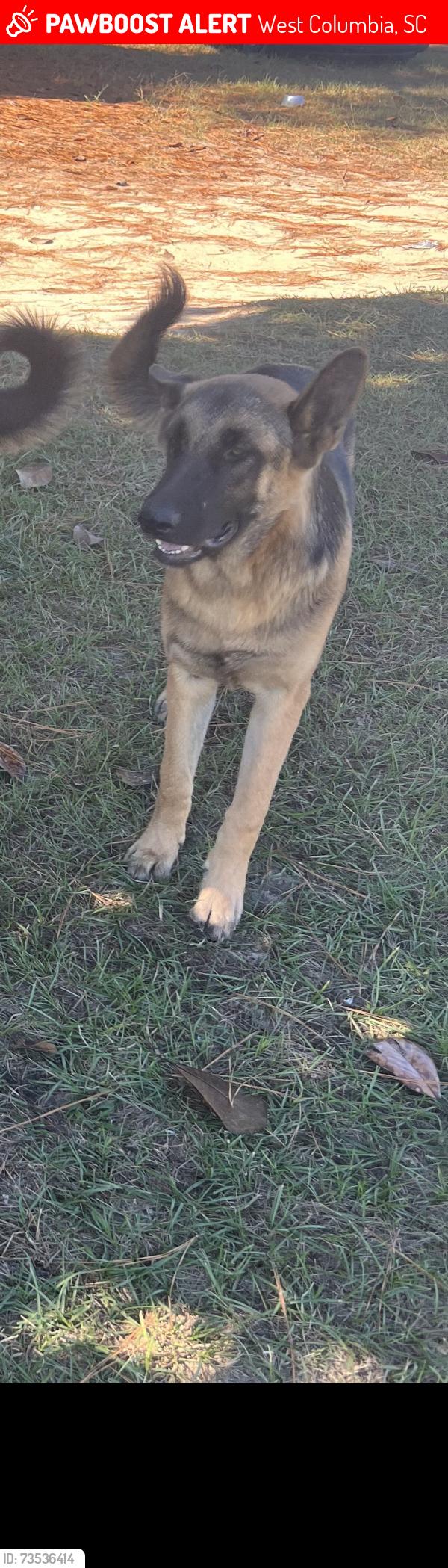 Lost Male Dog last seen Edmund hwy, West Columbia, SC 29033