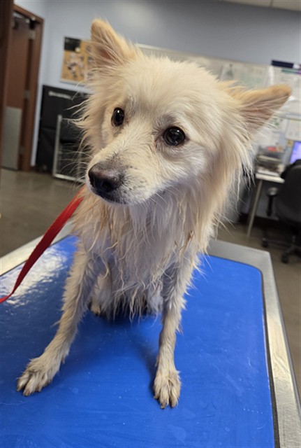 Shelter Stray Male Dog last seen 79TH AVE AND SAN MIGUEL AVE, 2500 S 27th Ave, Phoenix, AZ 85009, USA