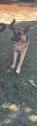 Lost Male Dog last seen Edmund hwy, West Columbia, SC 29033