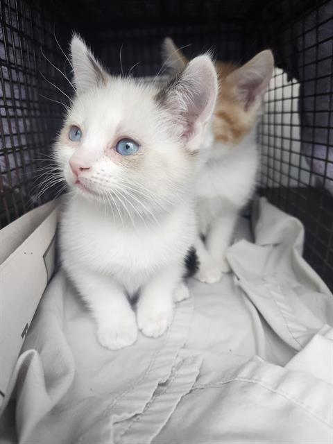 Shelter Stray Female Cat last seen PRICE, 4710 TX-151, San Antonio, TX 78227, USA
