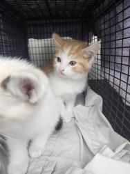 Shelter Stray Male Cat last seen PRICE, 4710 TX-151, San Antonio, TX 78227, USA