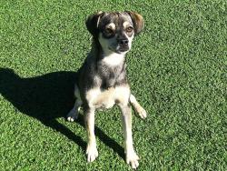 Shelter Stray Male Dog last seen Near BLOCK E OLIVE AVE FRESNO CA 93702, 5277 E Airways Blvd, Fresno, CA 93727, USA
