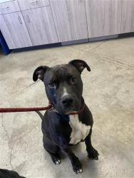Shelter Stray Male Dog last seen Near BLOCK N BACKER AVE FRESNO CA, 5277 E Airways Blvd, Fresno, CA 93727, USA