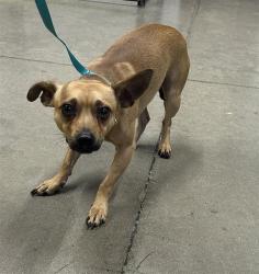 Shelter Stray Male Dog last seen Near BLOCK E LANE AVE, FRESNO CA 93727 3836, 5277 E Airways Blvd, Fresno, CA 93727, USA