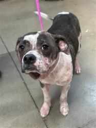 Shelter Stray Female Dog last seen Near BLOCK E YALE AVE, FRESNO CA 93727, 5277 E Airways Blvd, Fresno, CA 93727, USA